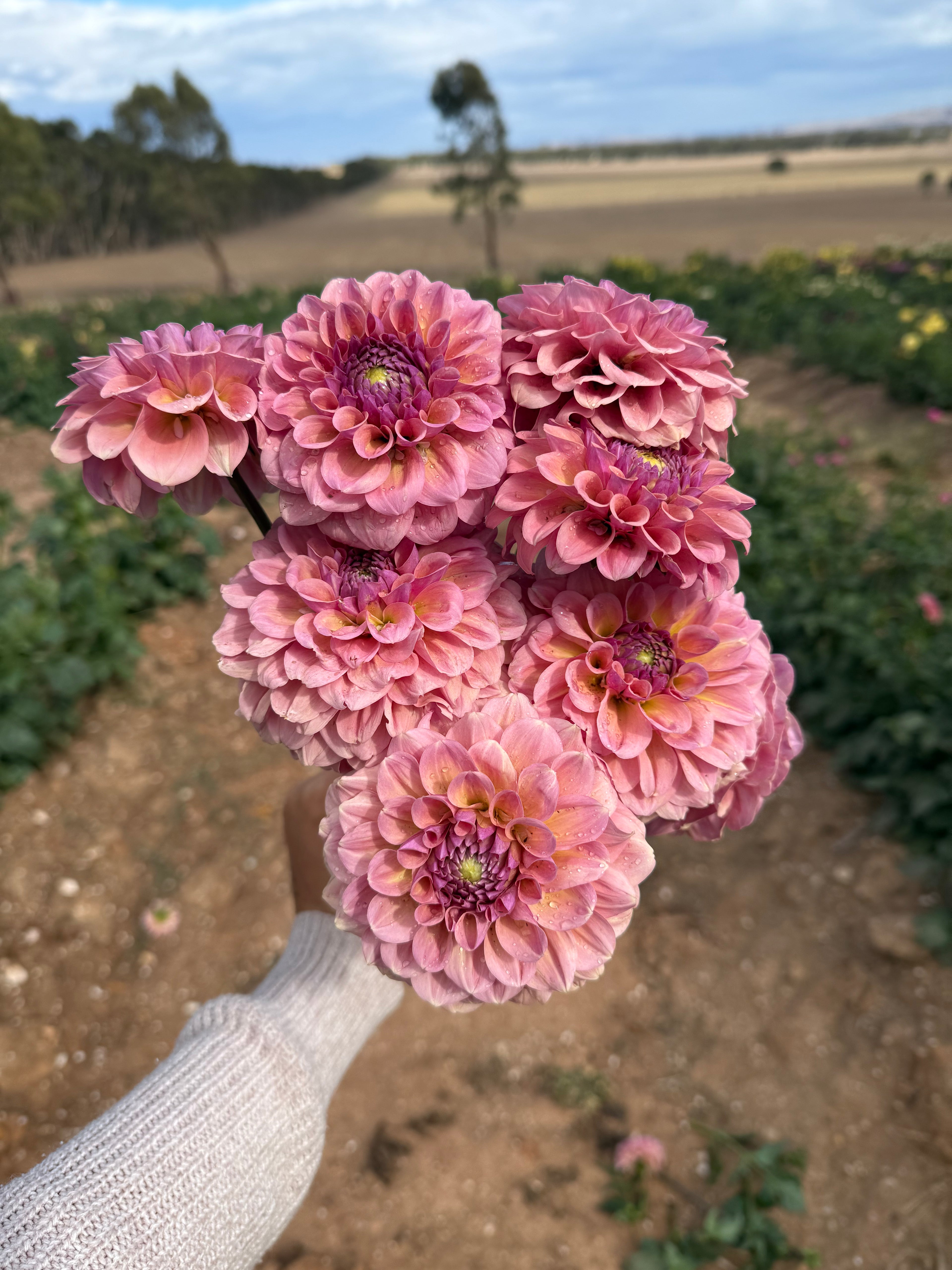 Gwyngana Dahlias