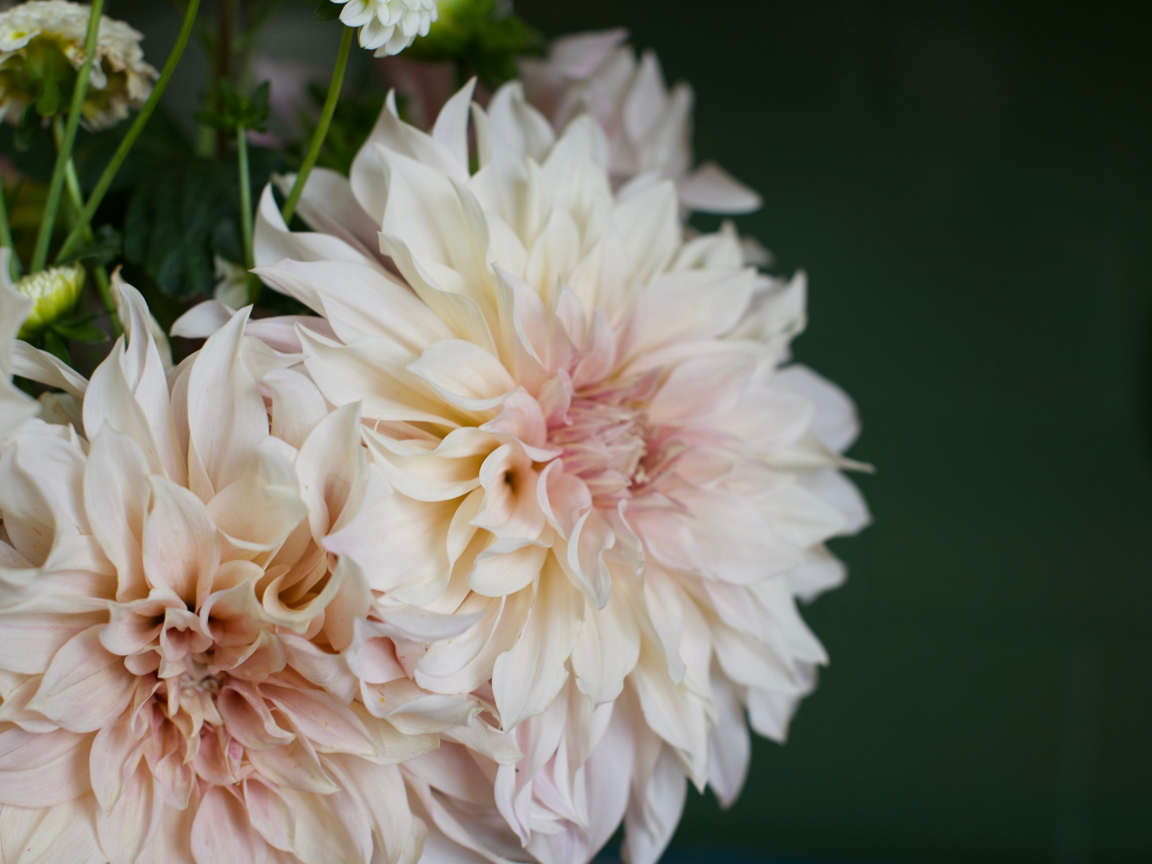 Gwyngana Dahlias