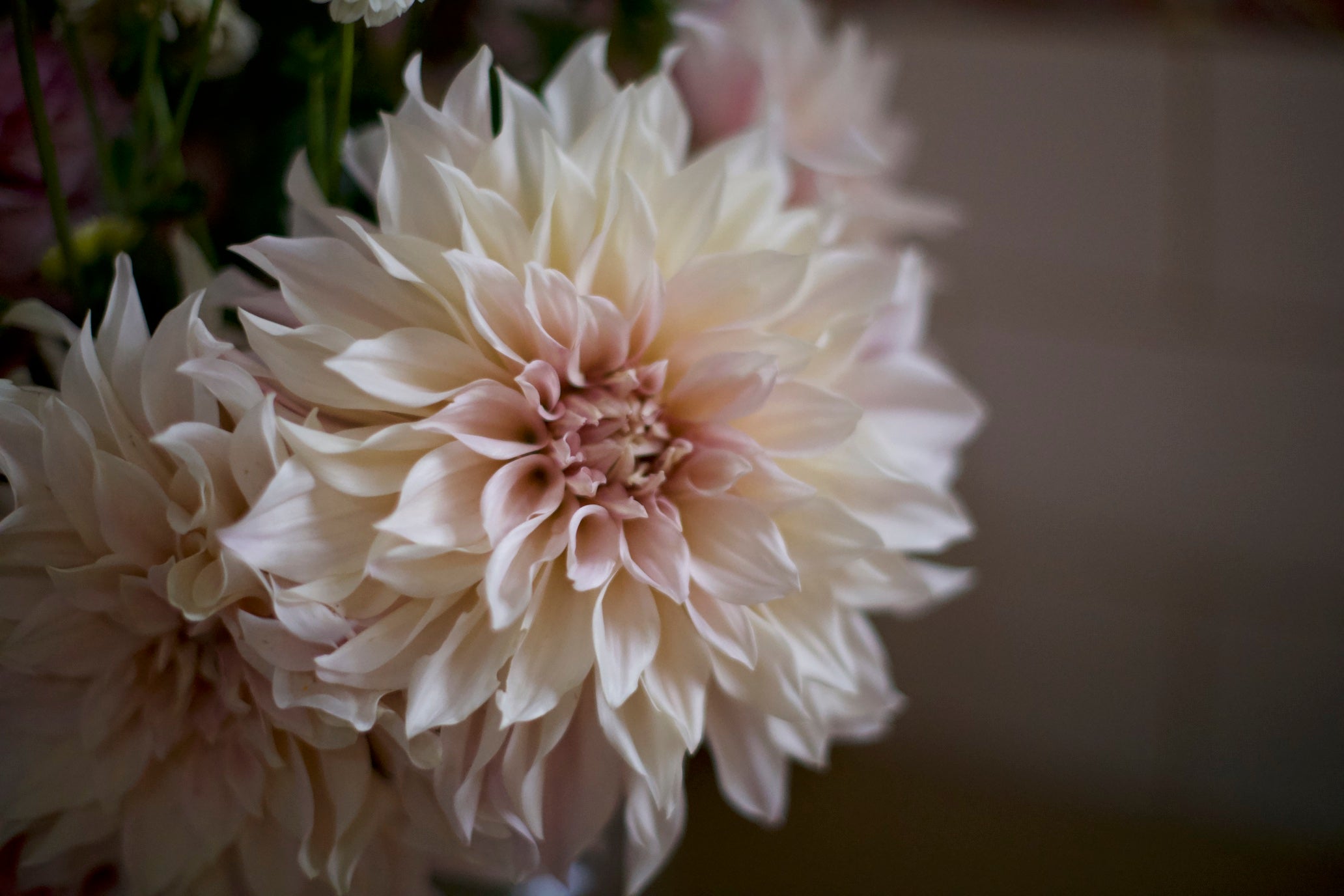 Gwyngana Dahlias