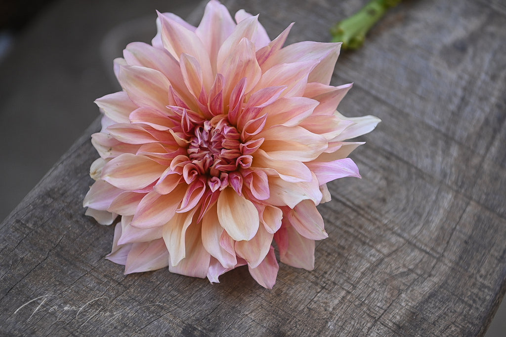 Gwyngana Dahlias
