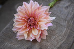Gwyngana Dahlias
