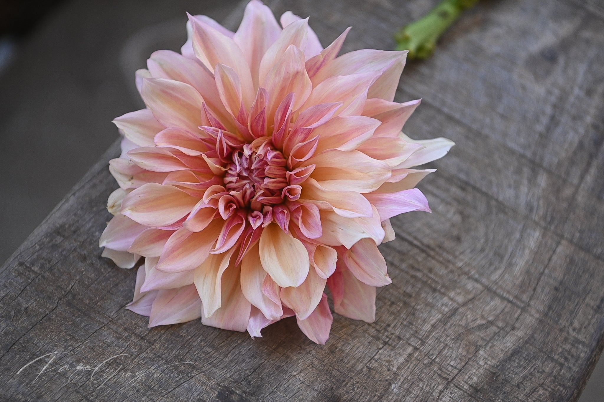 Gwyngana Dahlias