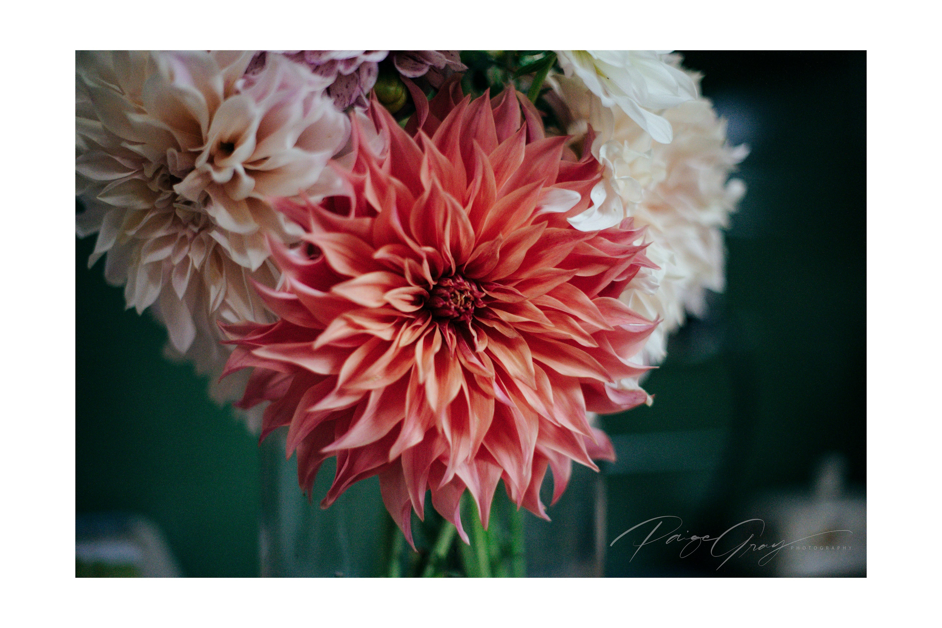 Gwyngana Dahlias