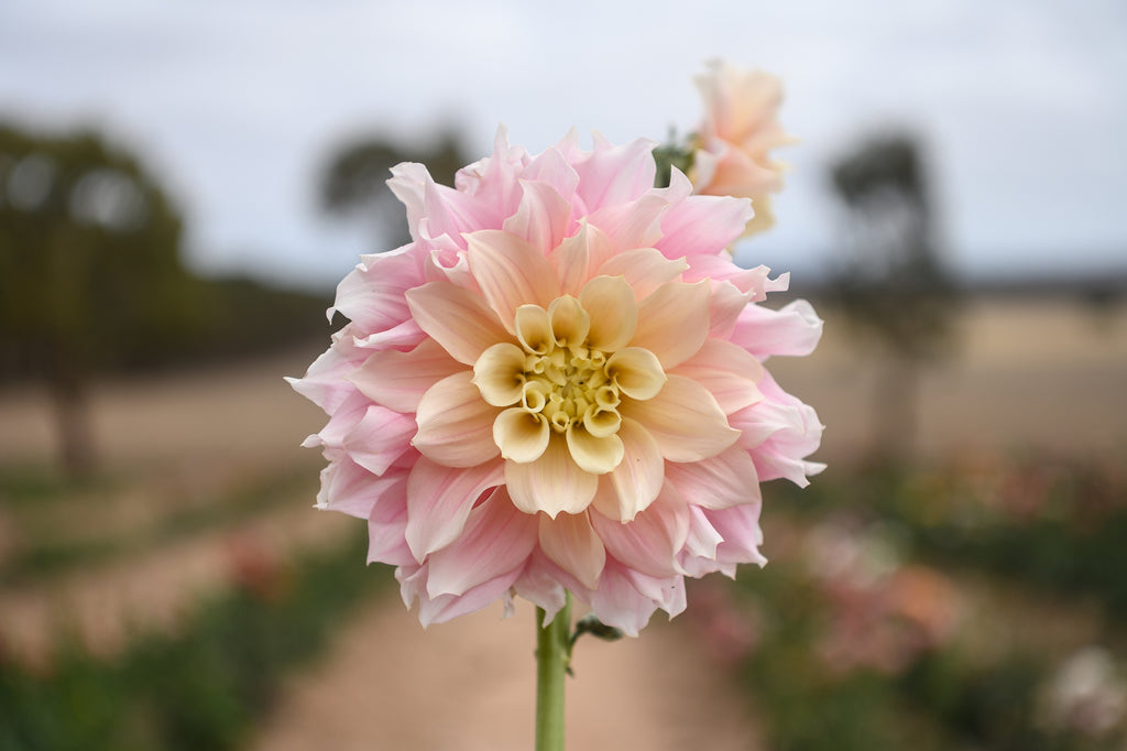 Gwyngana_Dahlias