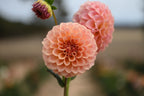 Gwyngana Dahlias
