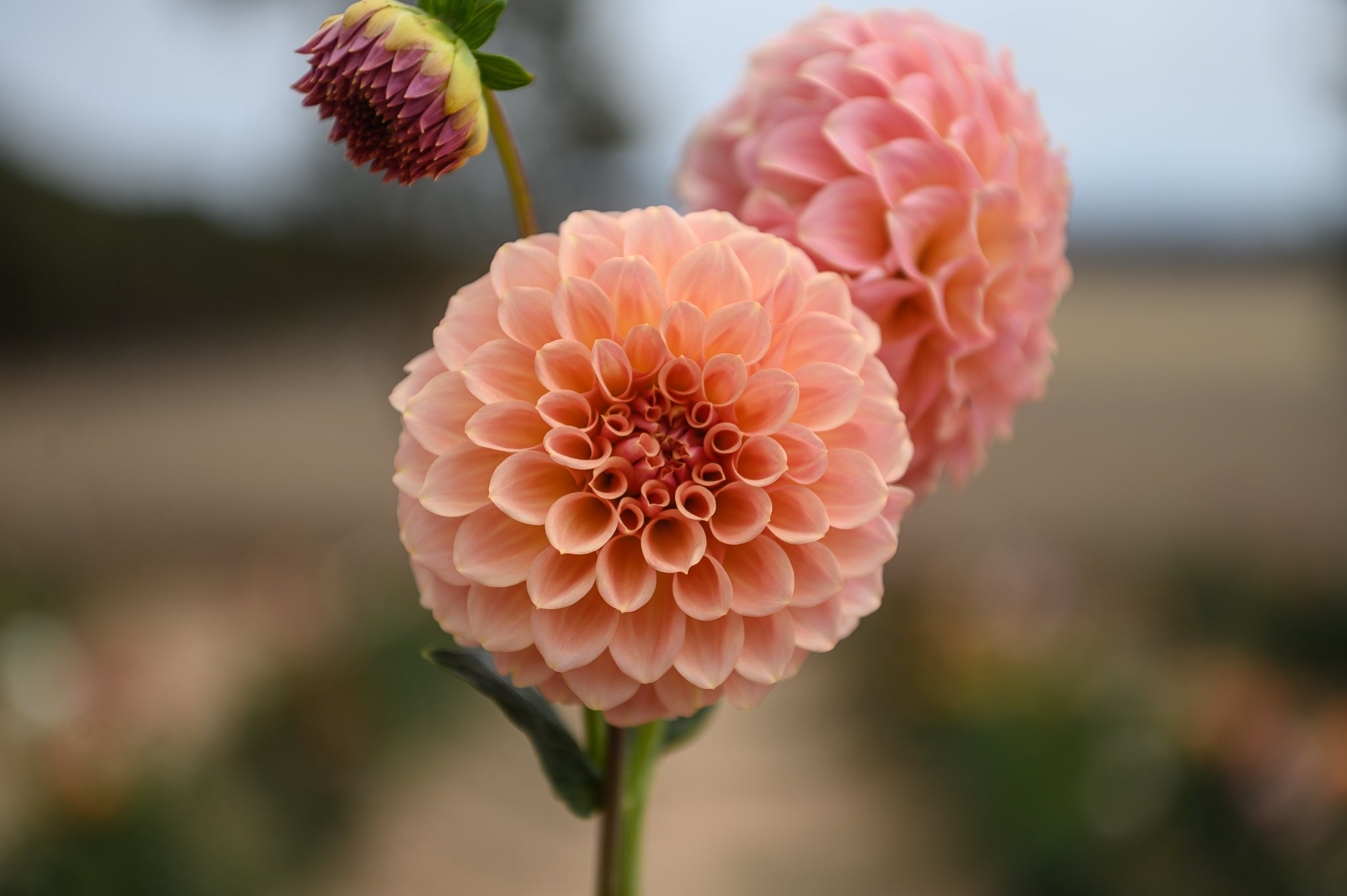Gwyngana Dahlias