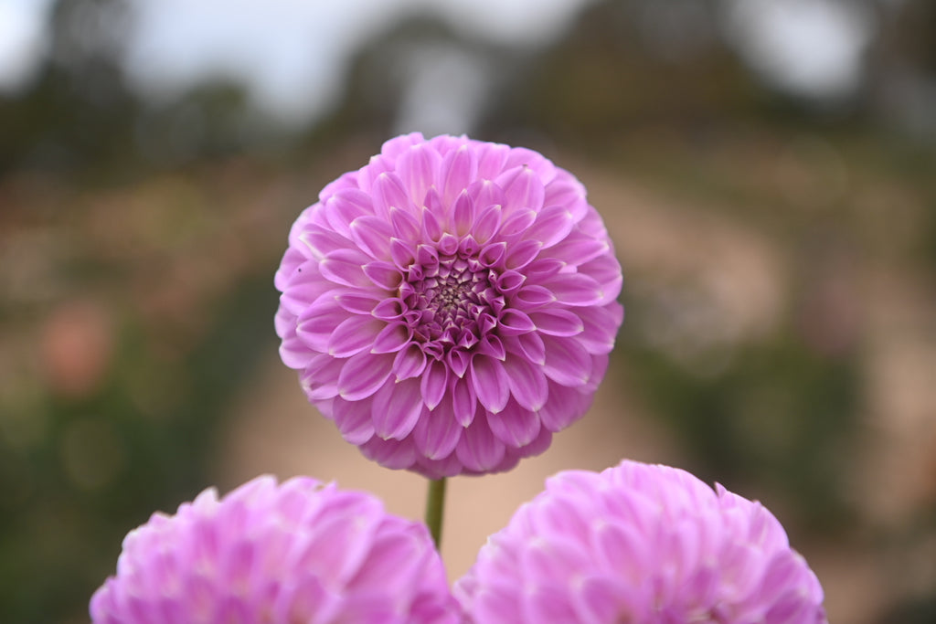 Gwyngana Dahlias