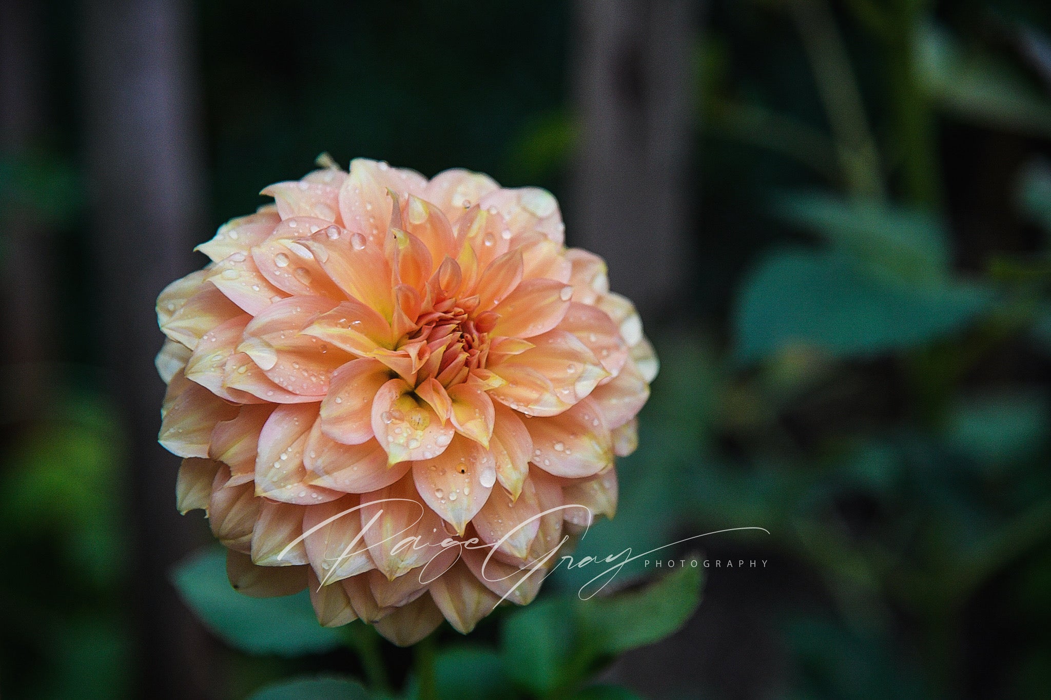 Gwyngana Dahlias