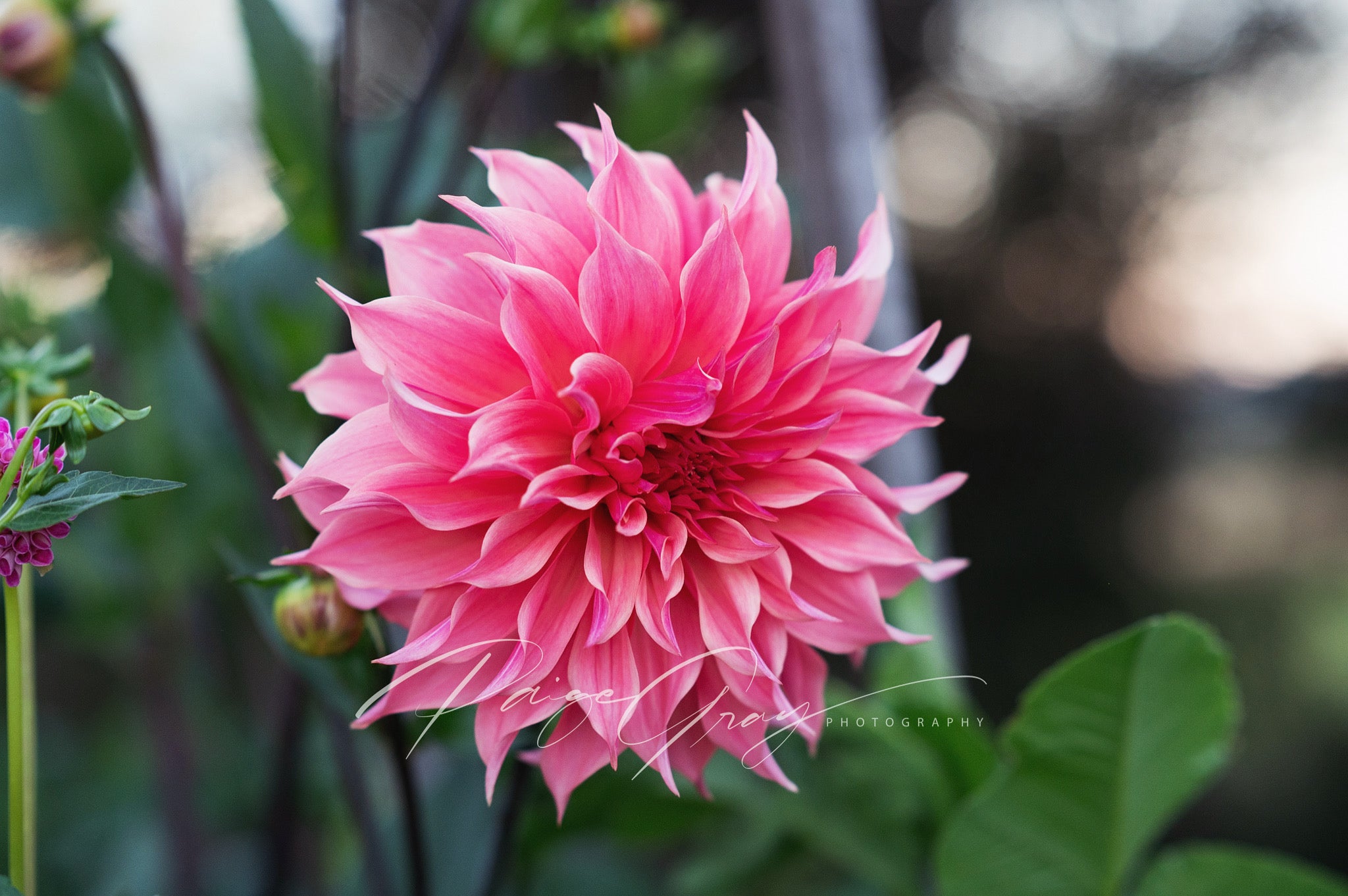 Gwyngana Dahlias
