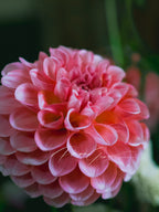 Gwyngana Dahlias