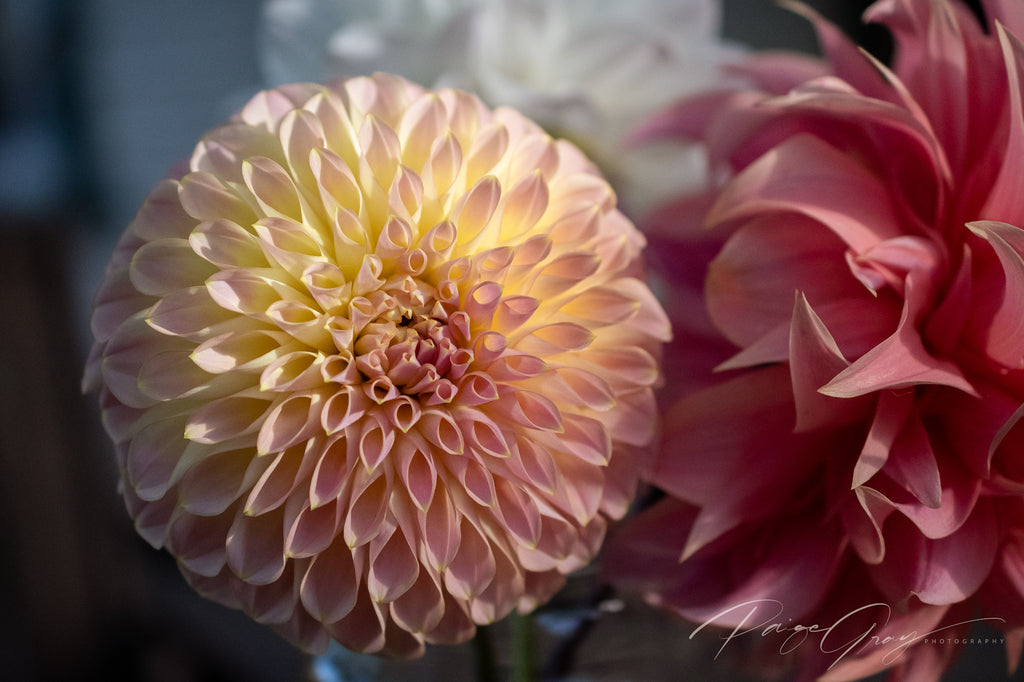 Gwyngana Dahlias
