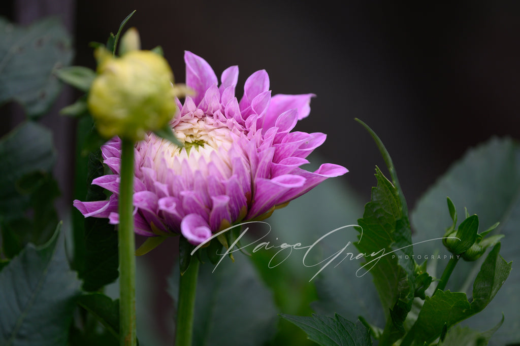 Vera’s Elma(N/A 2025)