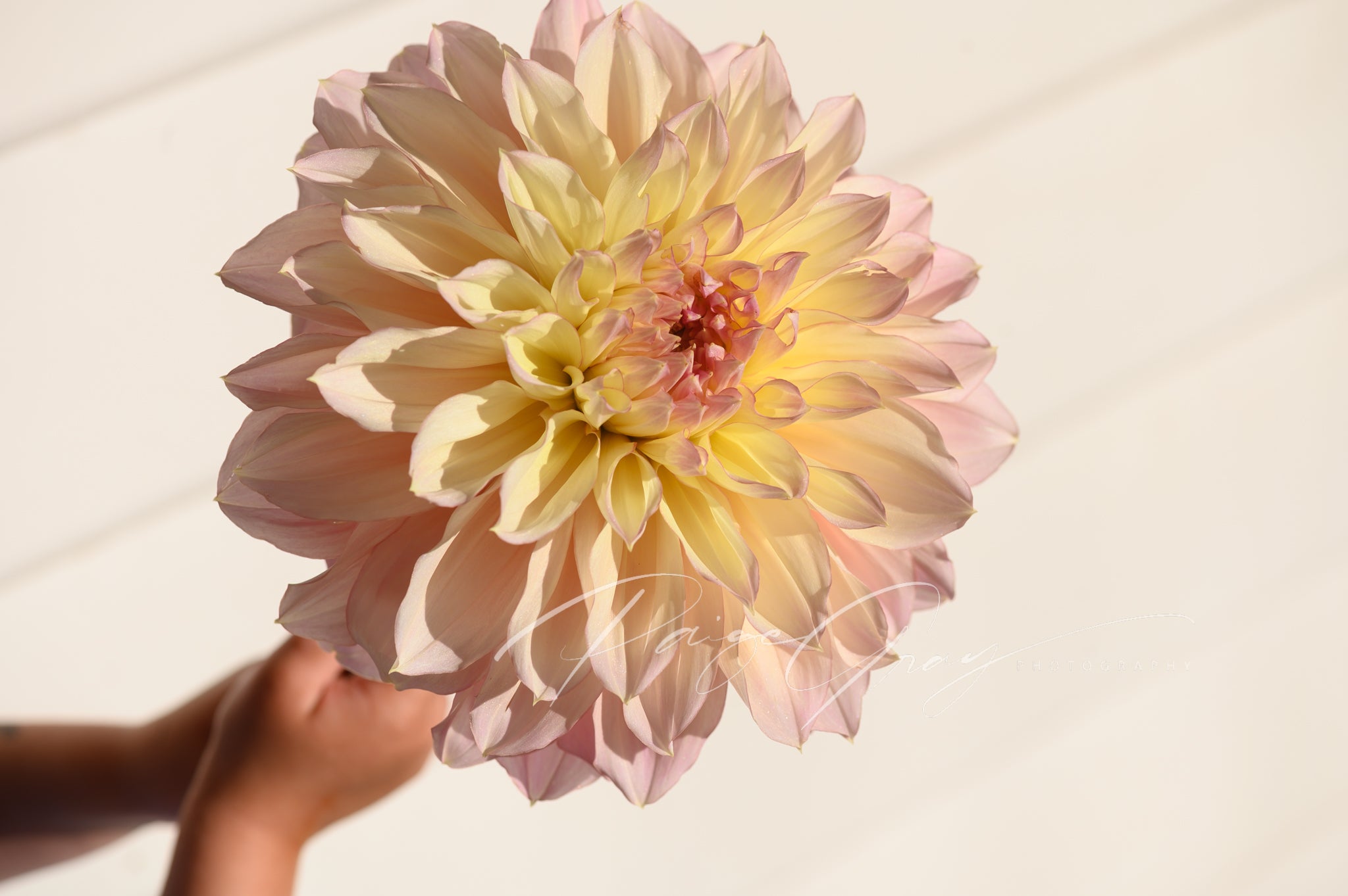 Gwyngana Dahlias