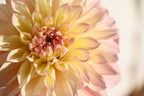 Gwyngana Dahlias
