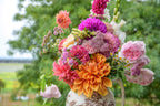Gwyngana Dahlias