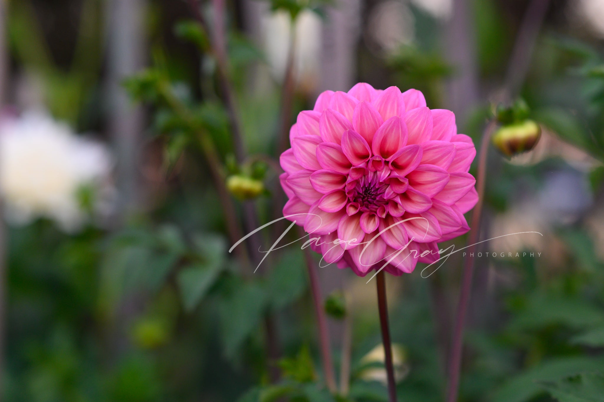 Gwyngana Dahlias
