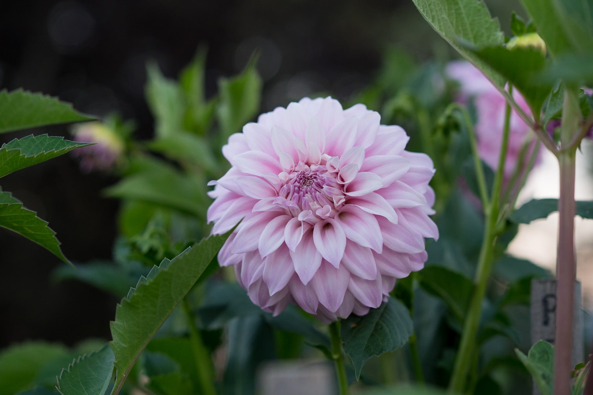 Gwyngana Dahlias