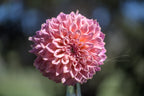 Gwyngana Dahlias