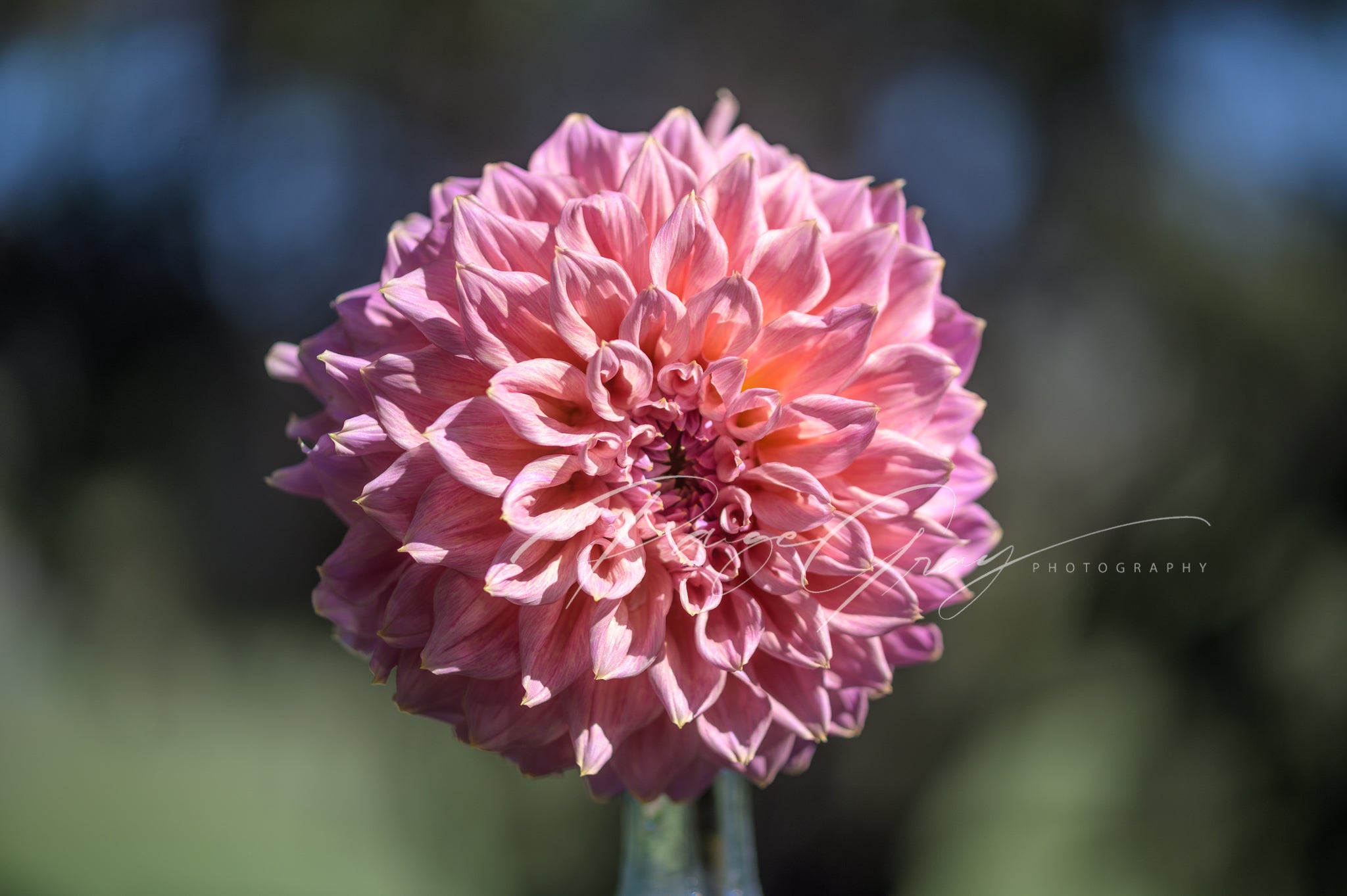 Gwyngana Dahlias
