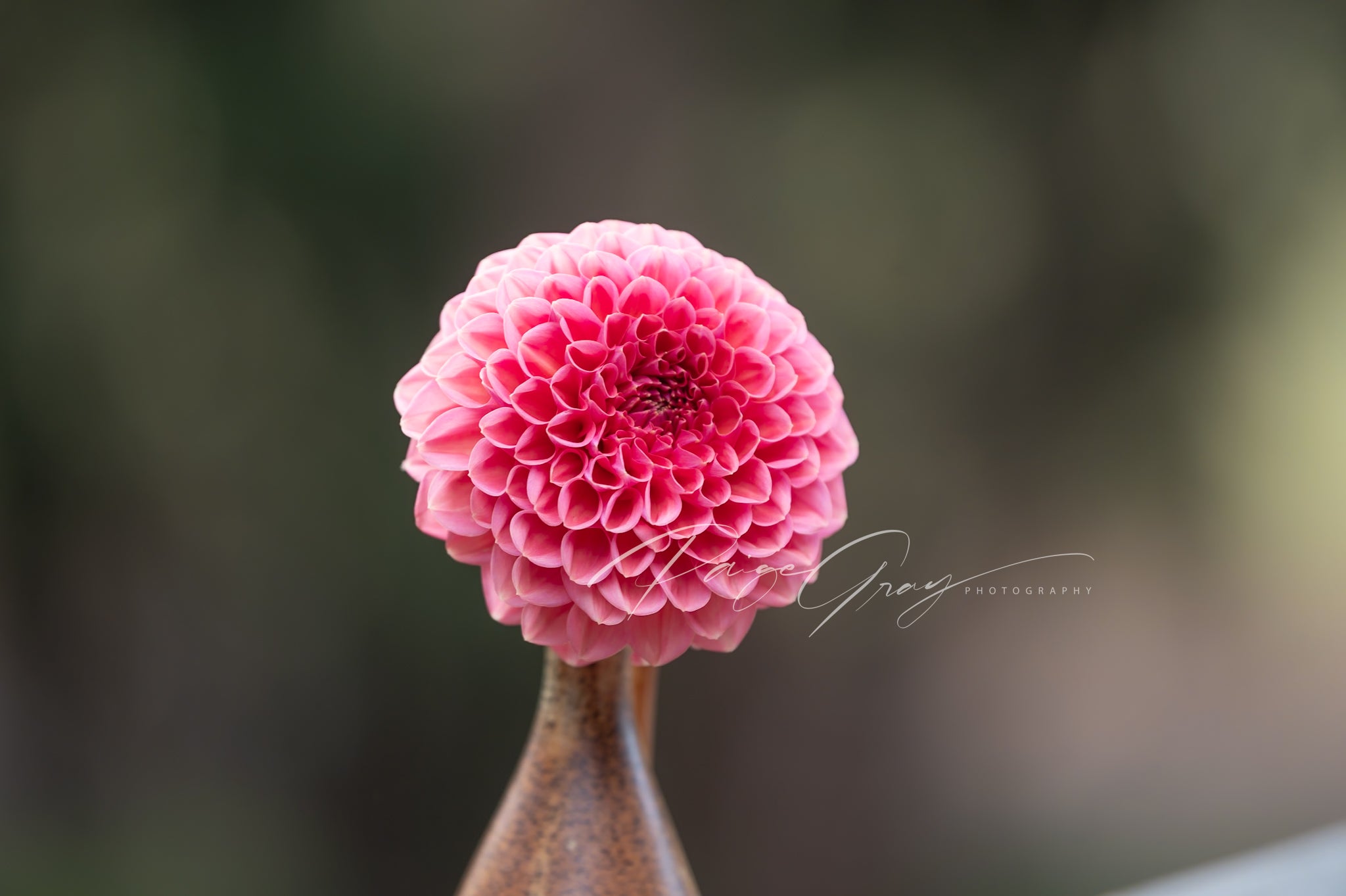 Gwyngana Dahlias