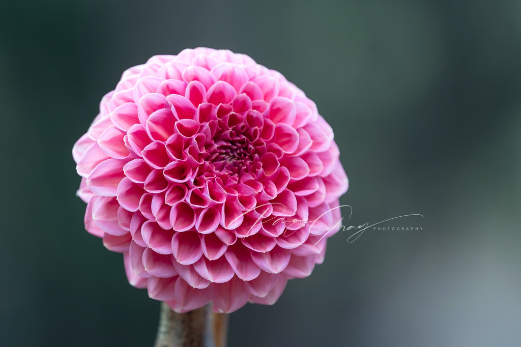 Gwyngana Dahlias