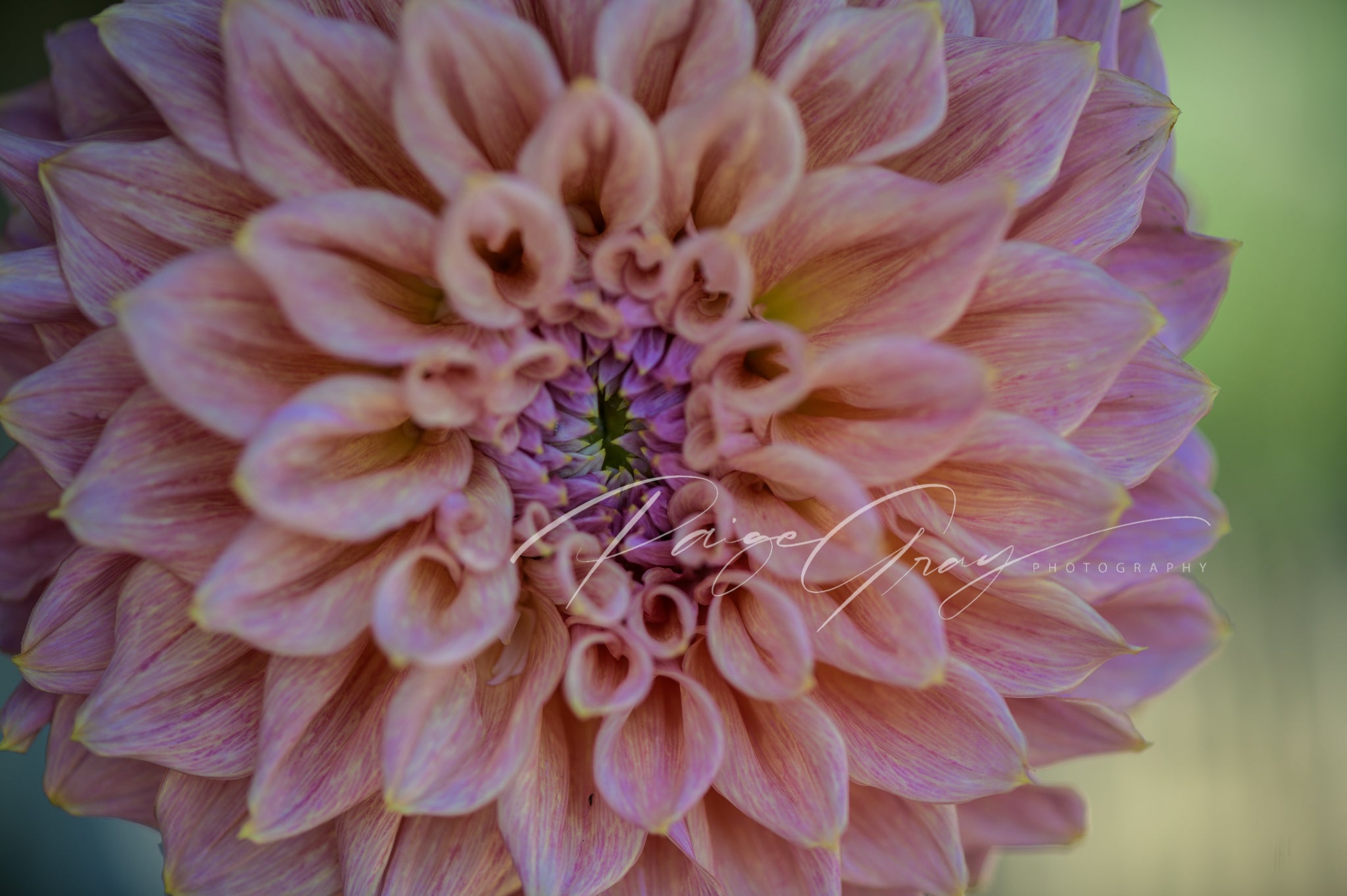 Gwyngana Dahlias