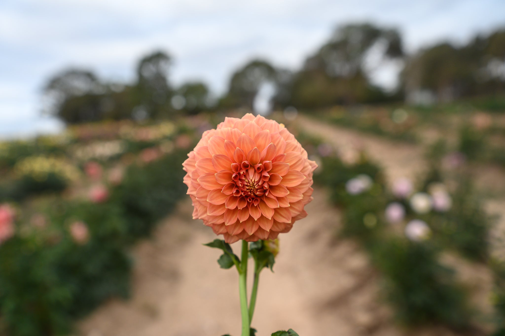 Gwyngana Dahlias