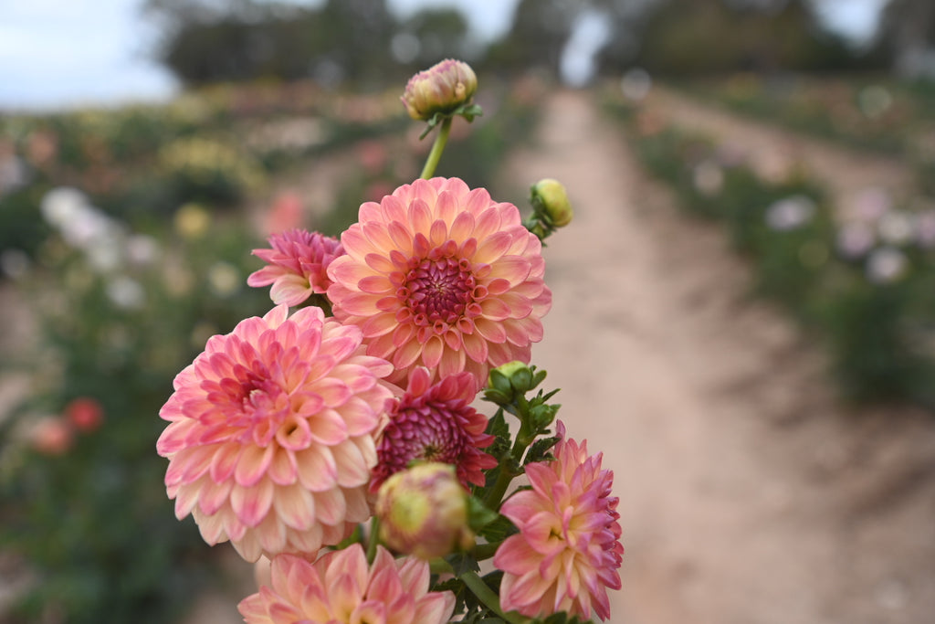 Gwyngana Dahlias