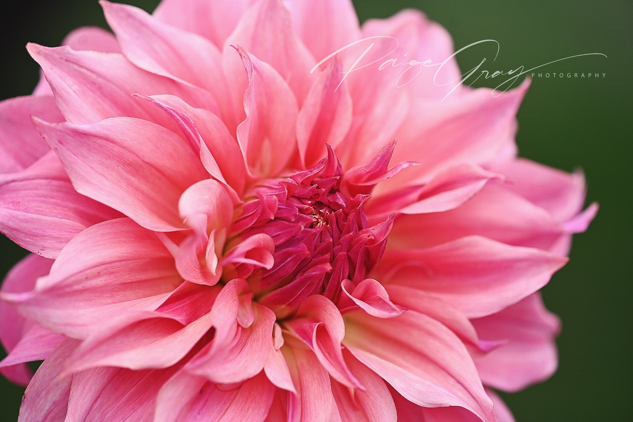 Gwyngana Dahlias