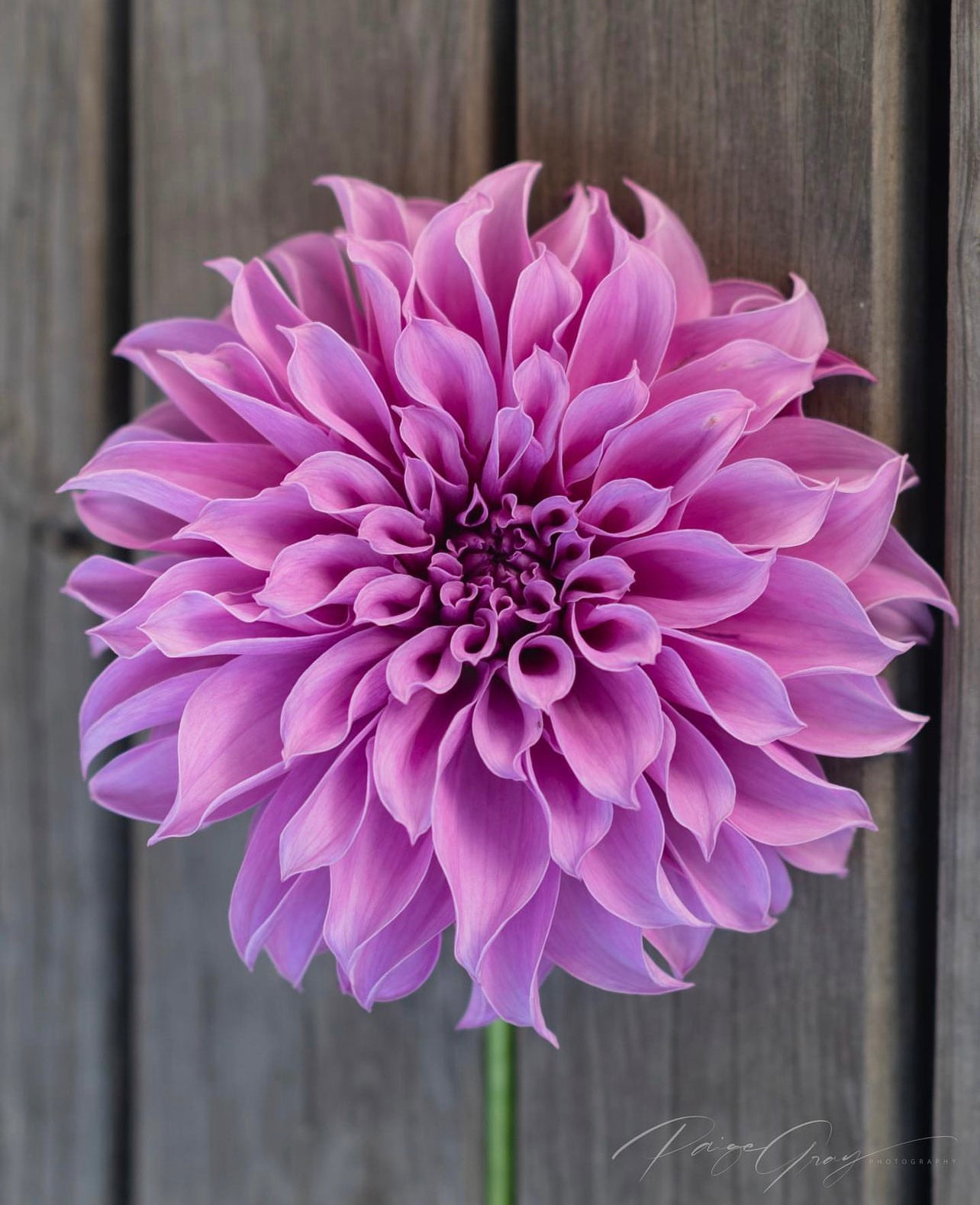Gwyngana Dahlias