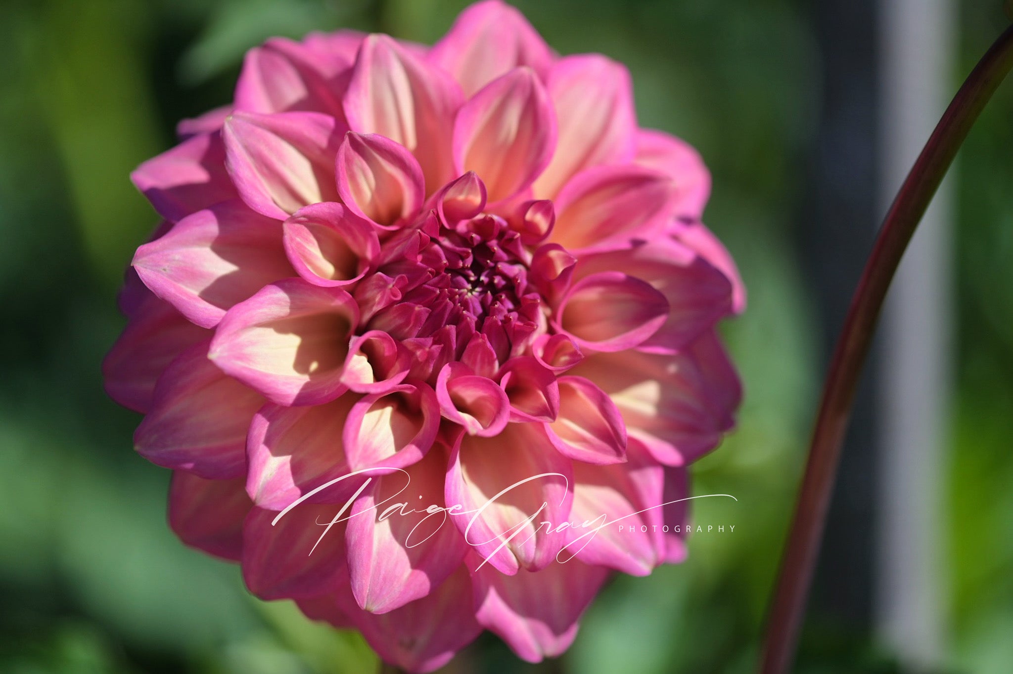 Gwyngana Dahlias