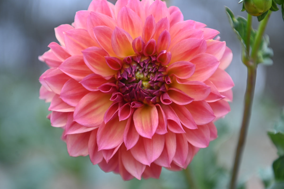 Everbloom Chakra – Gwyngana Dahlias