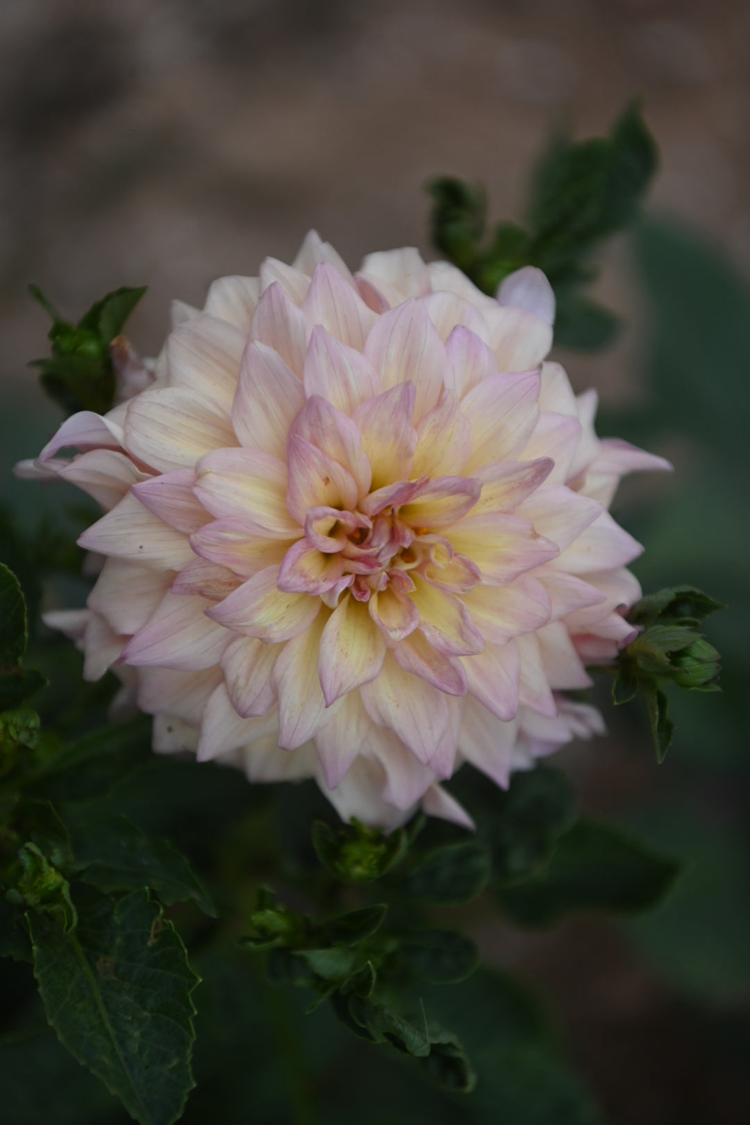 Gwyngana Dahlias
