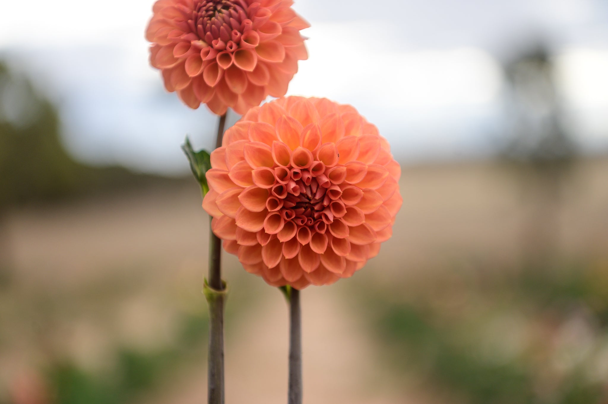 Gwyngana Dahlias