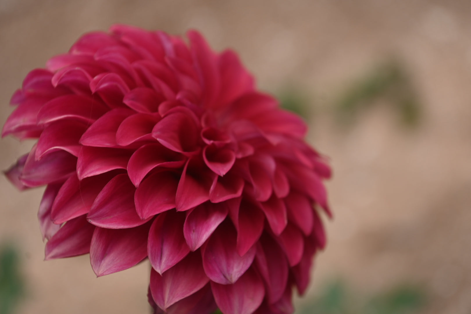 Florelie Candice (N/A 2025)