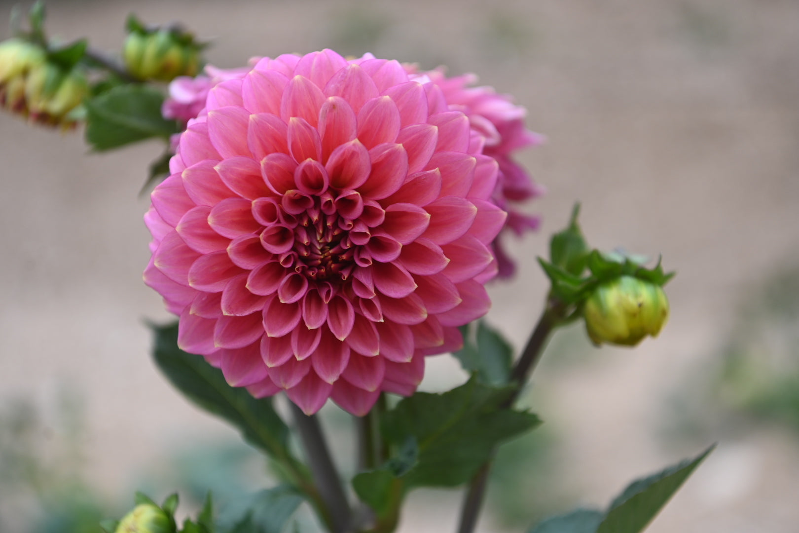 Gwyngana Dahlias