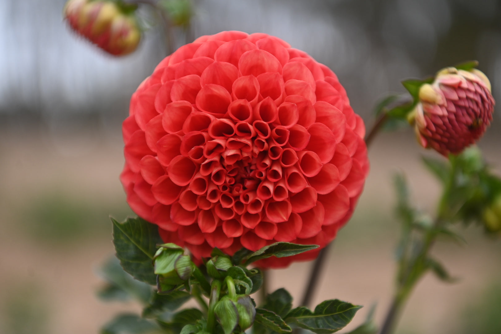 Gwyngana Dahlias