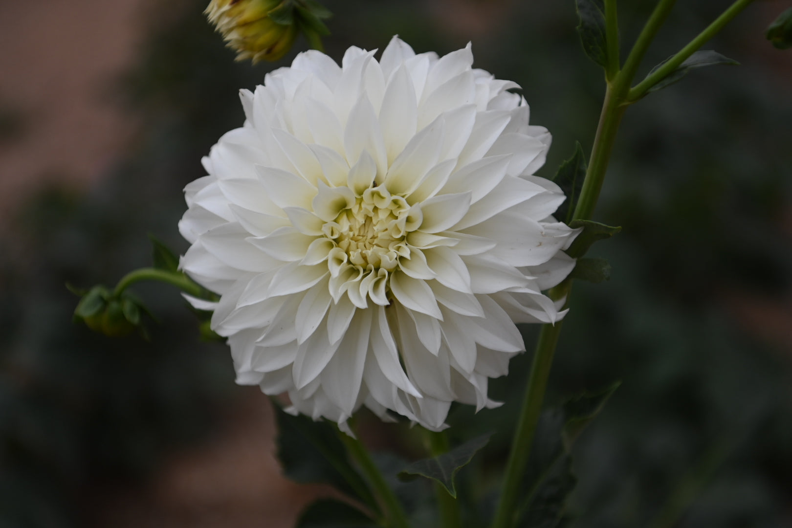 Gwyngana Dahlias