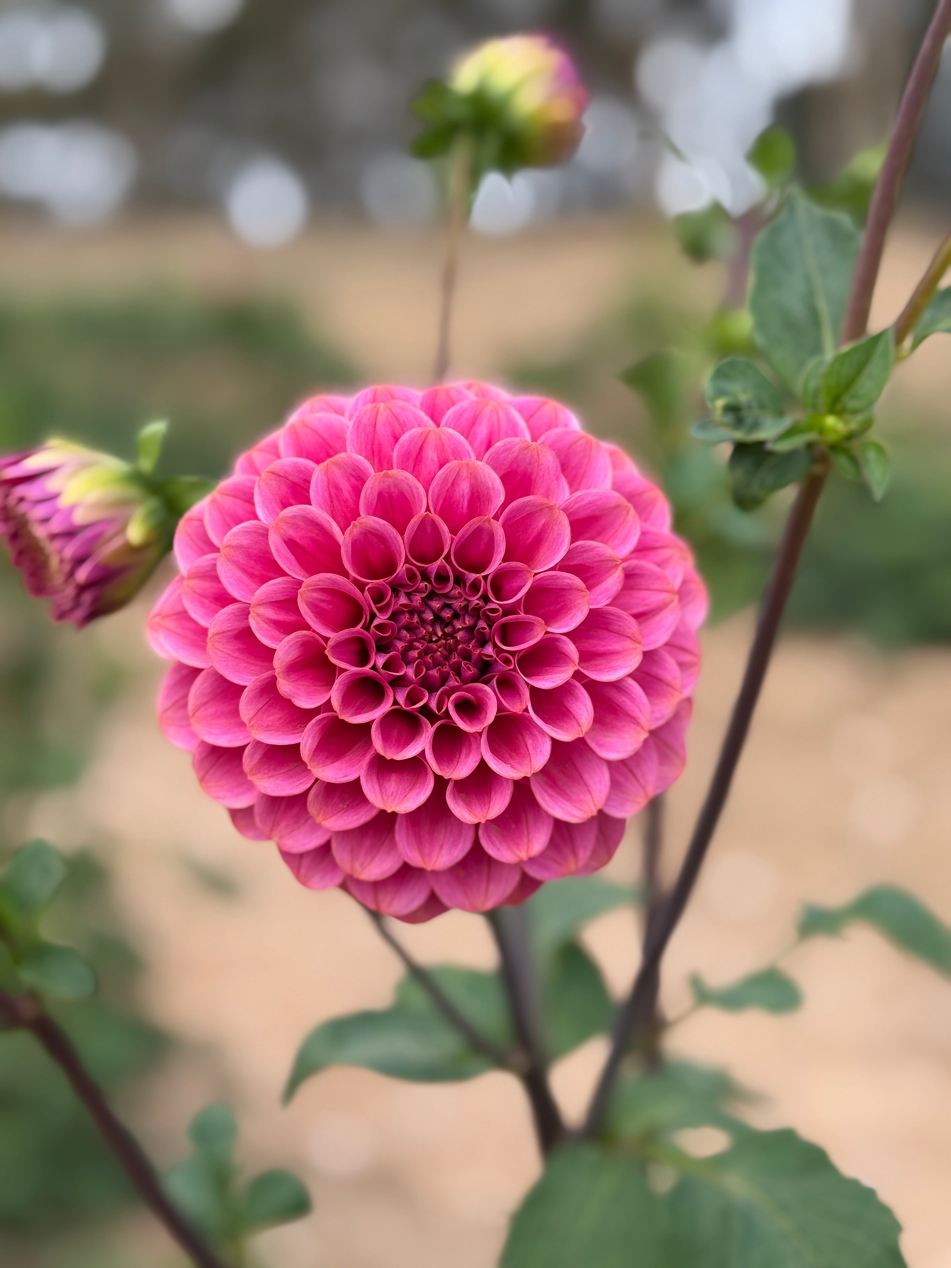 Gwyngana Dahlias