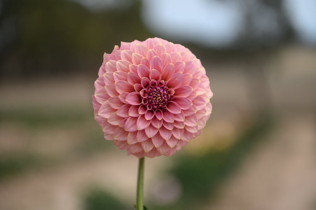 Gwyngana Dahlias