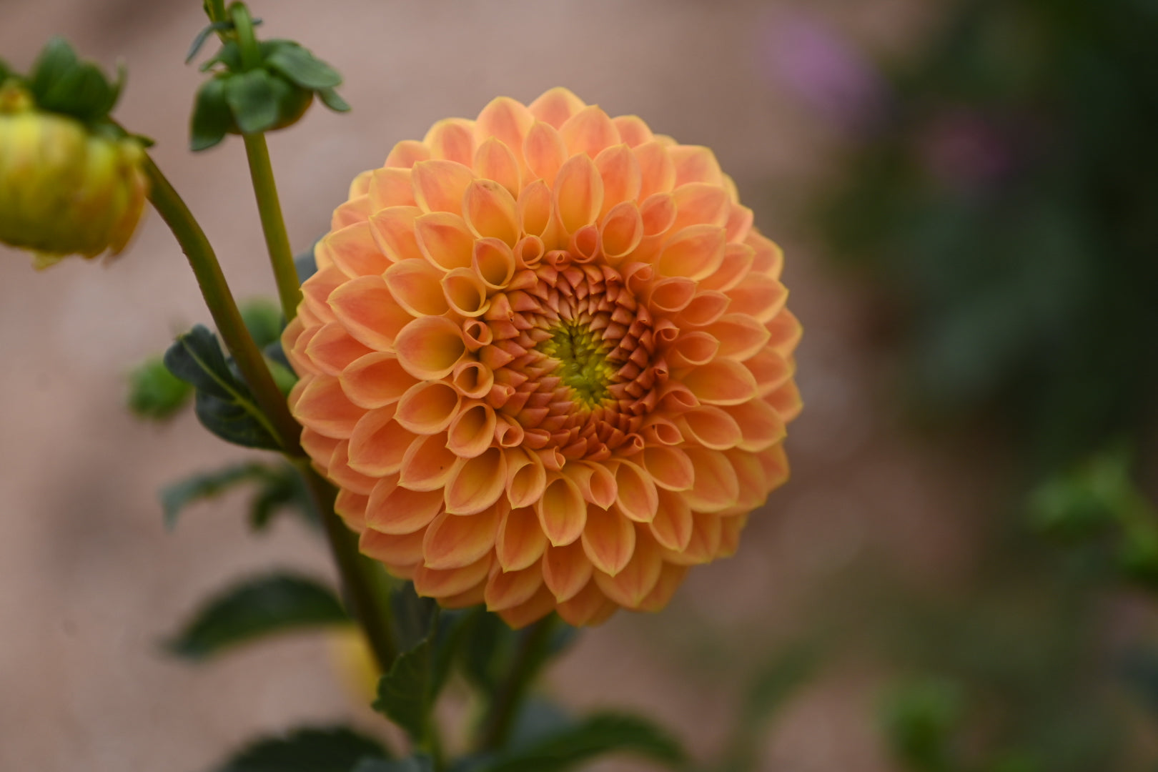 Gwyngana Dahlias