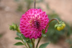 Gwyngana Dahlias