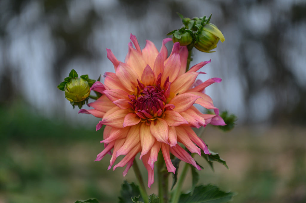 Gwyngana Dahlias