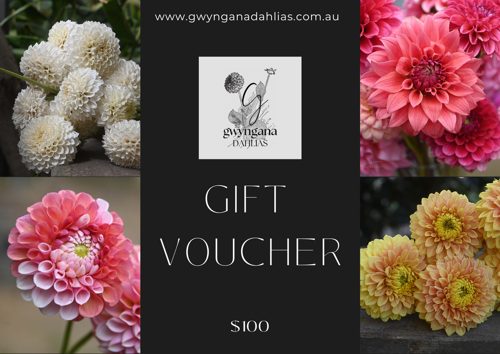 Gwyngana Dahlias