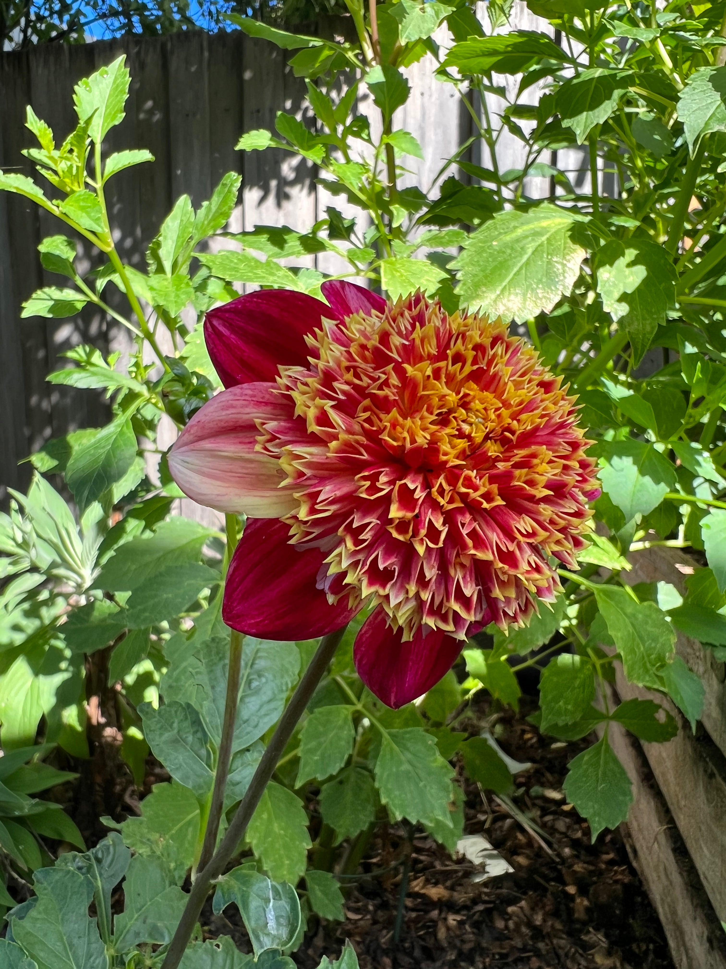 Gwyngana Dahlias