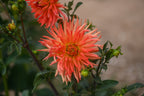 Gwyngana Dahlias