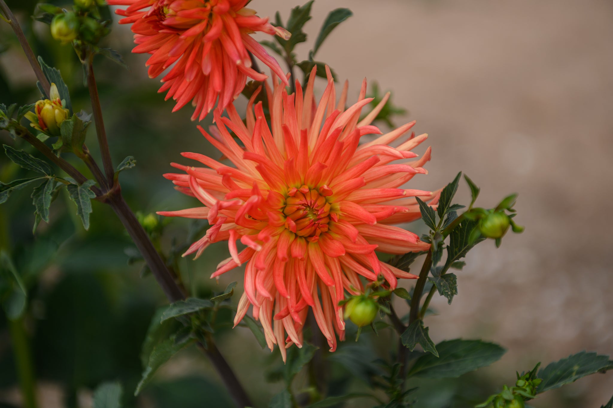Gwyngana Dahlias