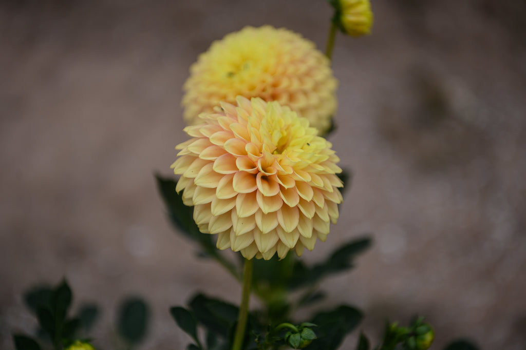 Gwyngana Dahlias