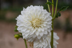 Gwyngana Dahlias