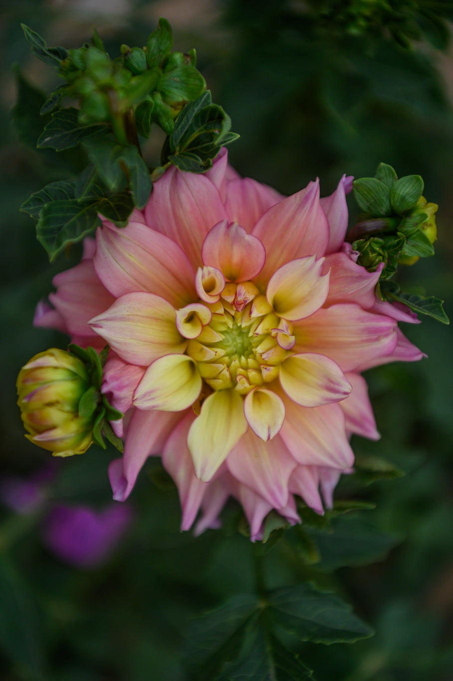 Gwyngana Dahlias